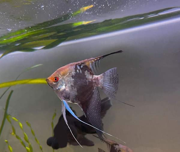 Kalaparvi upeilla evillä. Lehtikala. Rauma - photo 3