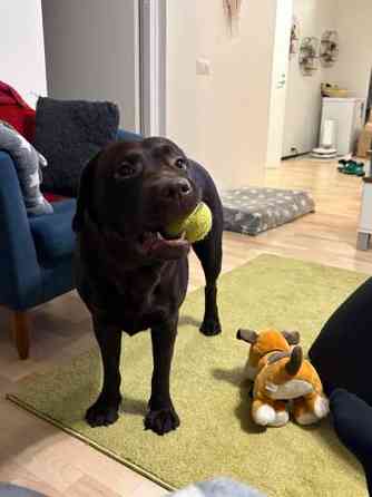 Kastroitu uros Haemeenlinna