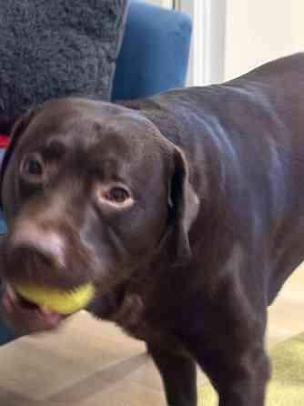 Kastroitu uros Haemeenlinna