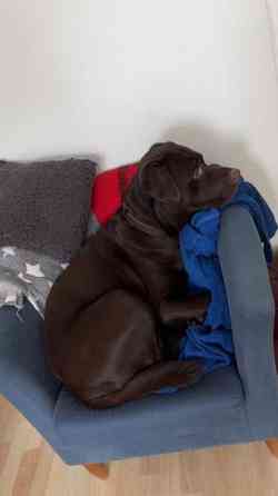 Kastroitu uros Haemeenlinna