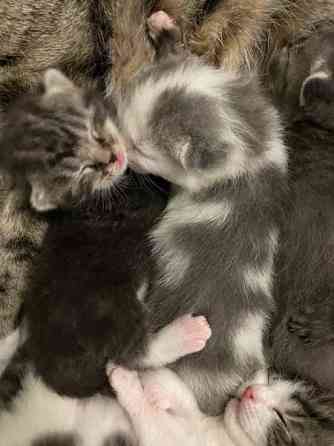 Kissanpentuja VARATTU Haapavesi