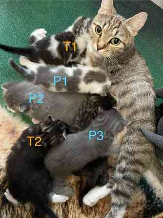 Kissanpentuja VARATTU Haapavesi