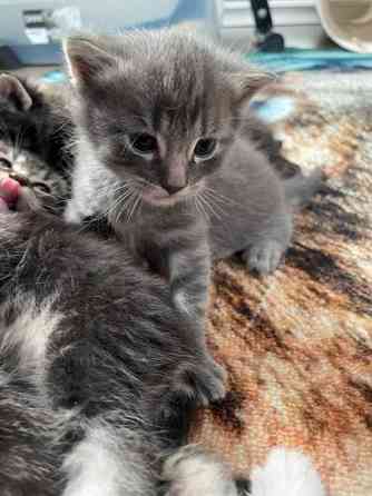 Kissanpentuja VARATTU Haapavesi