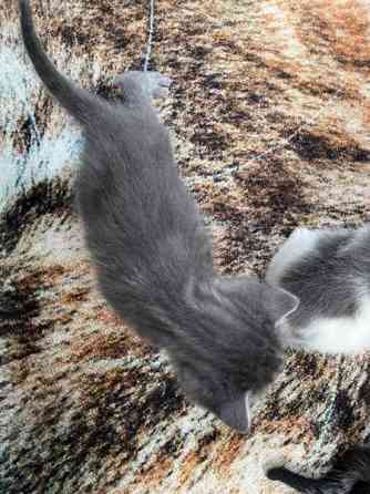 Kissanpentuja VARATTU Haapavesi