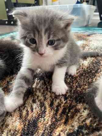 Kissanpentuja VARATTU Haapavesi