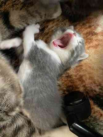 Kissanpentuja VARATTU Haapavesi