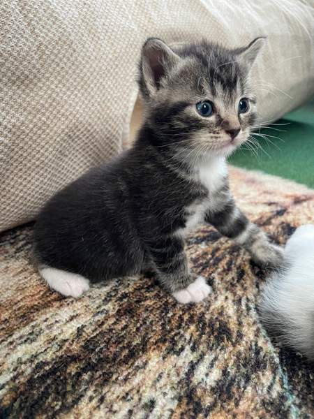 Kissanpentuja VARATTU Haapavesi - valokuva 7