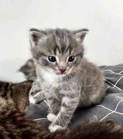 Kissanpentuja (kaikki varattu) Tampere