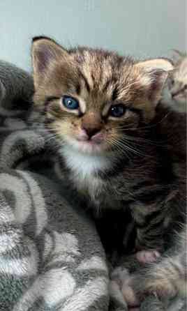 Kissanpentuja (kaikki varattu) Tampere