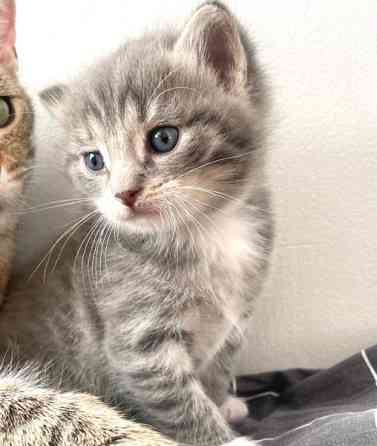 Kissanpentuja (kaikki varattu) Tampere