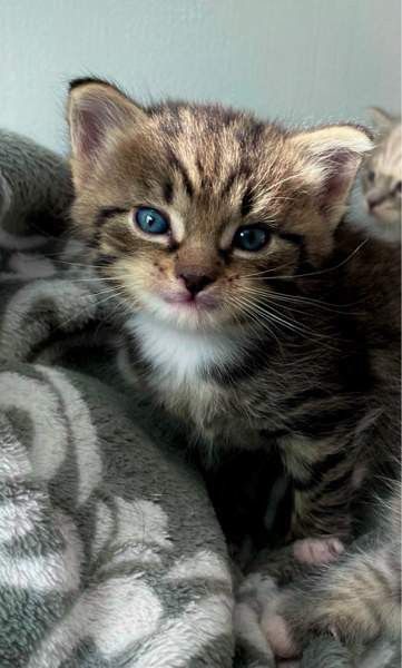 Kissanpentuja (kaikki varattu) Tampere - valokuva 1