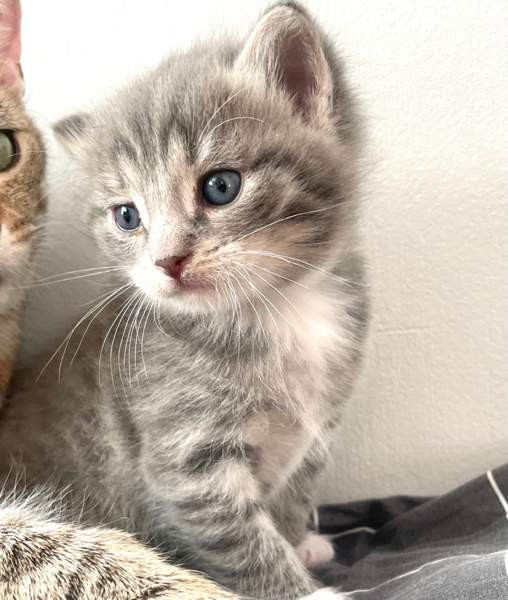 Kissanpentuja (kaikki varattu) Tampere - valokuva 3