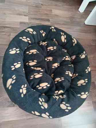 Koiranpeti Jyvaeskylae