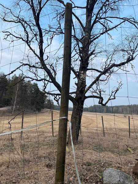 Hirviaita Sauvo - valokuva 2