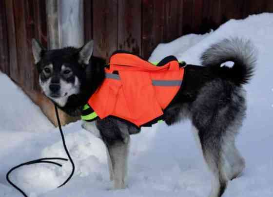 NordicDog Dina GPS-turvaliivi Kuopio