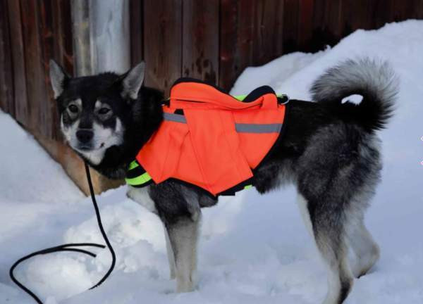 NordicDog Dina GPS-turvaliivi Kuopio – foto 1