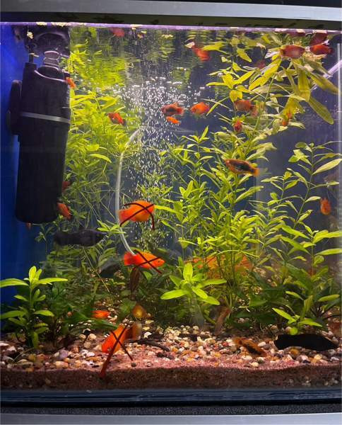 Platyjä Rauma - photo 2