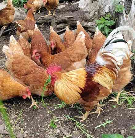 Ruskeita kanoja Kiuruvesi