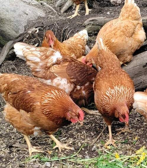 Kanoja Haapajärvi - photo 1