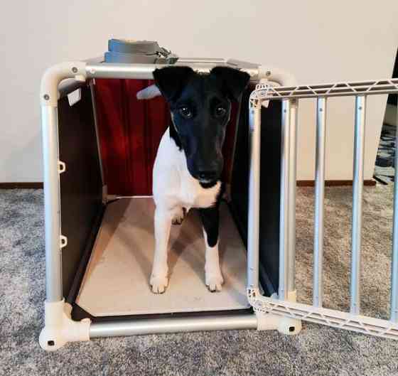 Koiran autohäkki 4Pets ECO 1 Yloejaervi