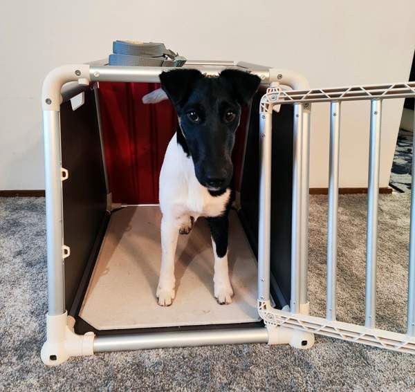 Koiran autohäkki 4Pets ECO 1 Ylöjärvi - valokuva 4