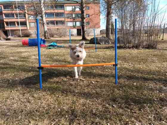 Agilityesteitä kotiin Akaa