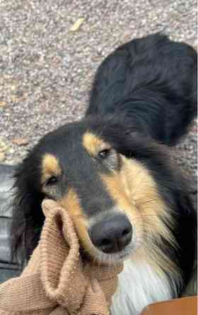 VARATTU Collie-narttu - etsii uutta rakastavaa kotia Porvoo