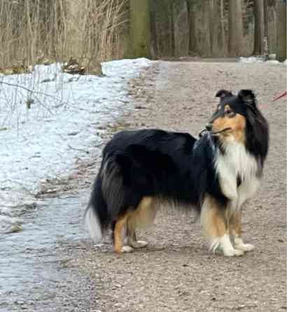 VARATTU Collie-narttu - etsii uutta rakastavaa kotia Porvoo