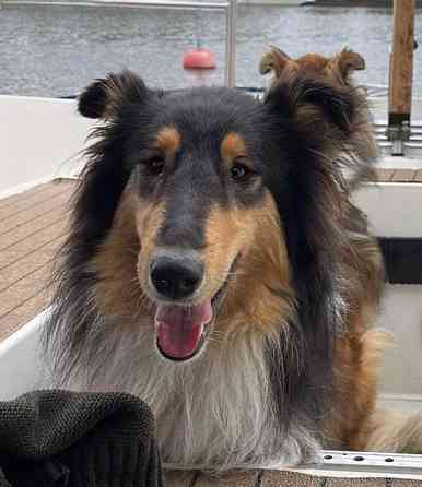 VARATTU Collie-narttu - etsii uutta rakastavaa kotia Porvoo