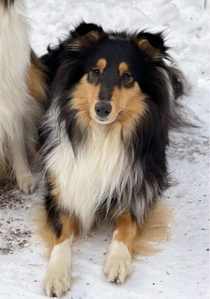 VARATTU Collie-narttu - etsii uutta rakastavaa kotia Porvoo - photo 4