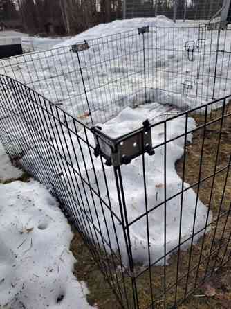 Pentuaitaus Kalajoki