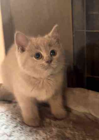 Kissanpentu (naaras) Yloejaervi