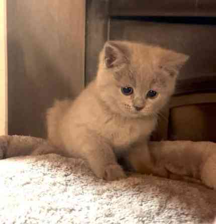 Kissanpentu (naaras) Yloejaervi