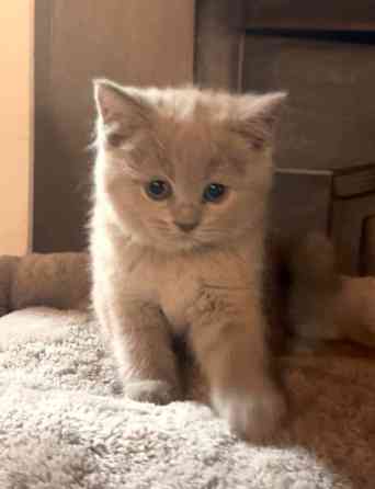 Kissanpentu (naaras) Yloejaervi