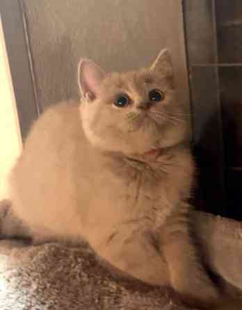 Kissanpentu (naaras) Yloejaervi