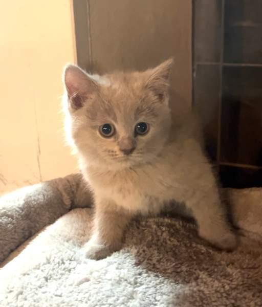 Kissanpentu (naaras) Ylöjärvi - valokuva 3