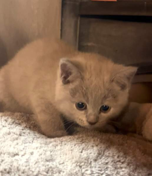 Kissanpentu (naaras) Ylöjärvi - valokuva 6