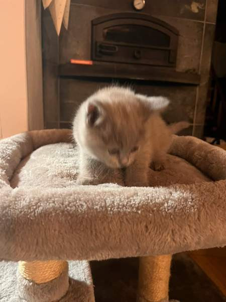 Kissanpentu (naaras) Ylöjärvi - valokuva 8