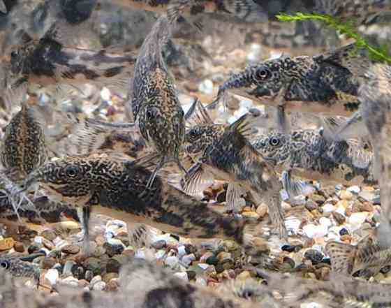 Ruutumonnisia, Scleromystax barbatus Vantaa