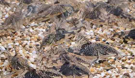 Ruutumonnisia, Scleromystax barbatus Vantaa