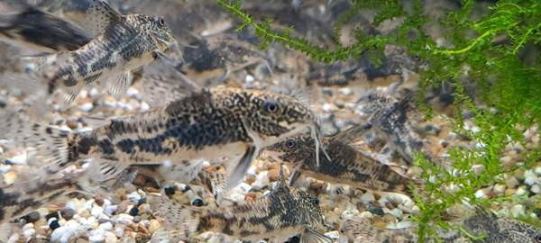 Ruutumonnisia, Scleromystax barbatus Vantaa - photo 4