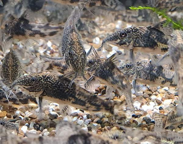 Ruutumonnisia, Scleromystax barbatus Vantaa - photo 1