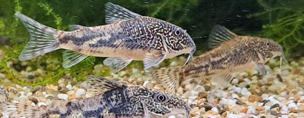 Ruutumonnisia, Scleromystax barbatus Vantaa - photo 2