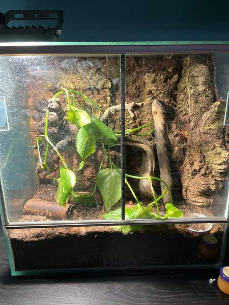 Exo terraario Kerava - photo 1