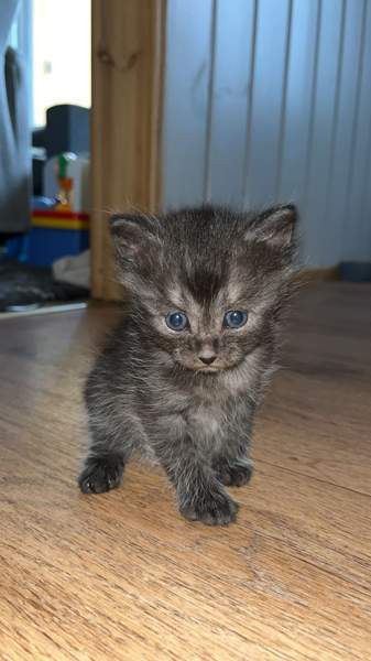 Maatiaiskissan pentu Äänekoski - изображение 1