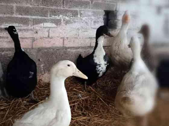 2 akka ankkaa  ja valkoinen ukkoankka nuorikko Haemeenlinna