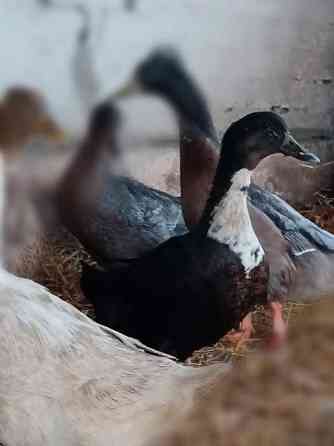 2 akka ankkaa  ja valkoinen ukkoankka nuorikko Haemeenlinna