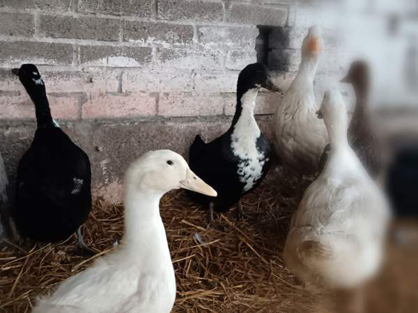 2 akka ankkaa  ja valkoinen ukkoankka nuorikko Haemeenlinna – foto 1