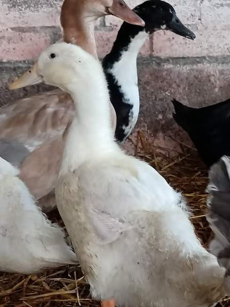 2 akka ankkaa  ja valkoinen ukkoankka nuorikko Haemeenlinna – foto 4