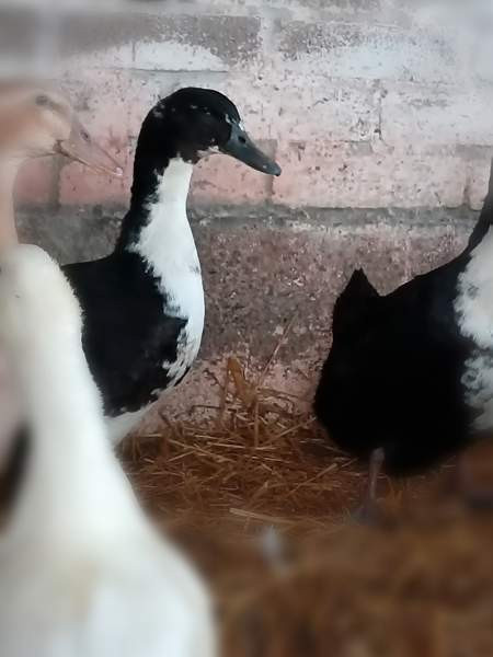 2 akka ankkaa  ja valkoinen ukkoankka nuorikko Haemeenlinna – foto 2